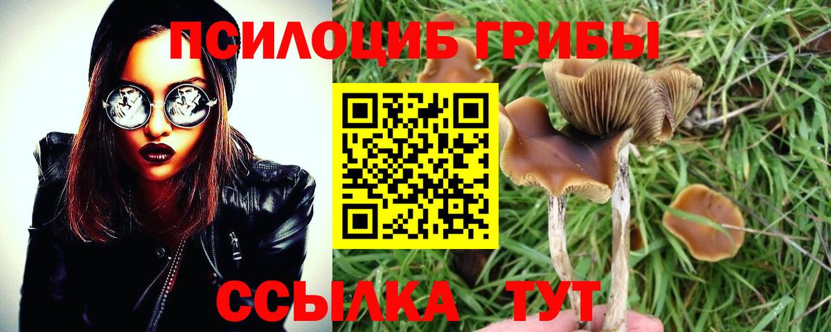 Галлюциногенные грибы Cubensis Арзамас
